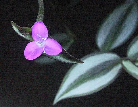 zebrina: the flowering plant Tradescantia zebrina (formerly Zebrina pendula), a species of spiderwort with...