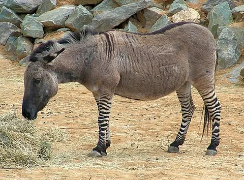 zebroid: a cross between a zebra and any other equine animal, but especially a horse