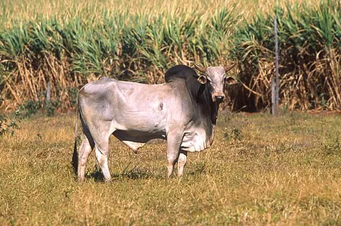 zebu: a domesticated ox native to Asia and Africa, having a large fleshy hump on its back and a dewlap...