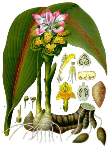zedoary: curcuma zedoaria, a perennial herb native to India and Indonesia