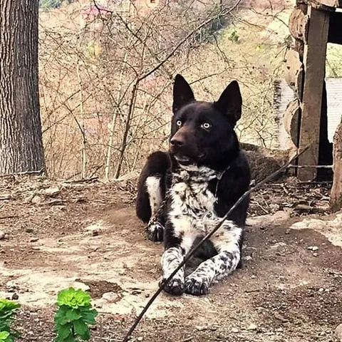 zerdava: an aboriginal laika dog breed native to the eastern Black Sea region of Turkey