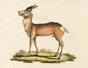 zeren: the Mongolian gazelle, Procapra gutturosa