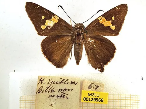 zestos skipper: epargyreus zestos, a butterfly in the family Hesperiidae, found in the Caribbean and North America