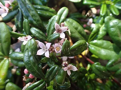 zieria: a plant of the genus Zieria