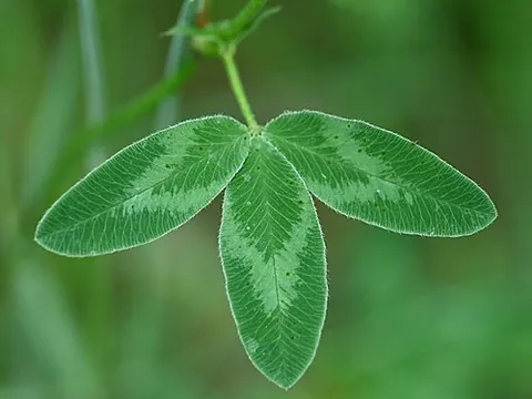 zigzag clover: any member of the species Trifolium medium of fabaceous flowering plant, native to much of Europe