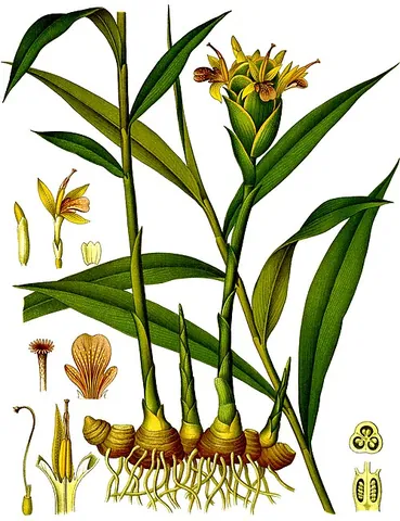 zingiber: any member of the genus Zingiber of gingers