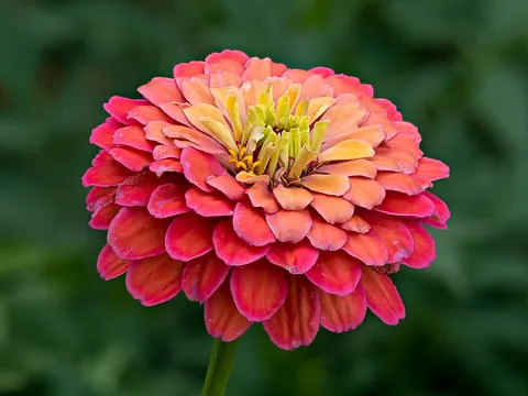 zinnia: any of several brightly coloured flowering plants, of the genus Zinnia, native to tropical America;...