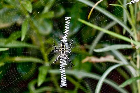zipper spider: a spider of the genus Argiope