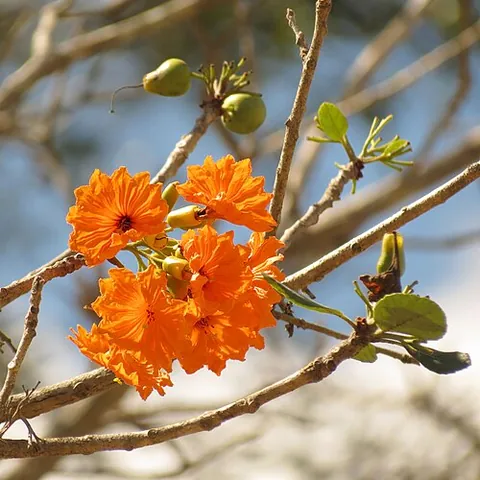 ziricote: the tree Cordia dodecandra or its wood