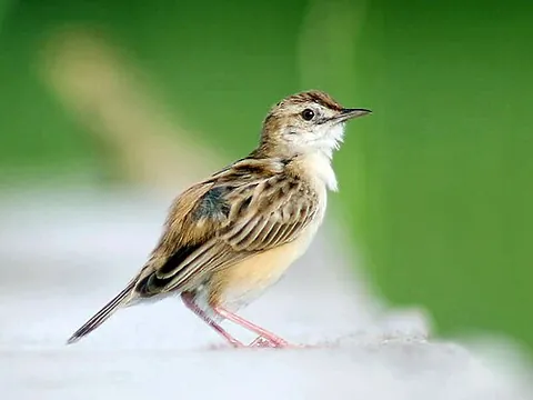 zitting cisticola: a passerine bird of species Cisticola juncidis, family Cisticolidae, distributed across Africa,...