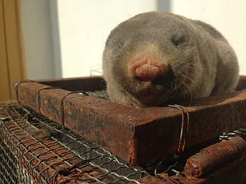 zokor: any Asiatic burrowing rodent native to Central Asia, in the genera Myospalax and Eospalax