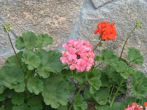 zonal geranium: any member of the hybrid species Pelargonium × hortorum, a hybrid of Pelargonium zonale and...
