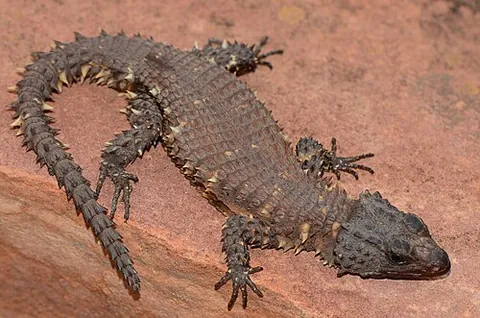 zonure: any one of several of South African lizards of the genus Zonurus (now Smaug), common in rocky...