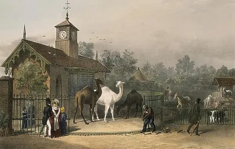 zoo: a park where live animals are exhibited