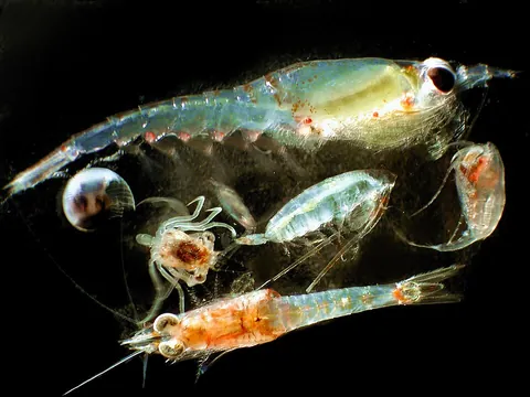 zooplankton: free-floating small protozoa, crustaceans (such as krill), etc. and the eggs and larvae from larger...