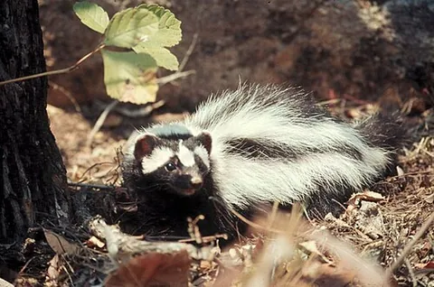 zorille: ictonyx striatus, a small, carnivorous, nocturnal African mammal resembling a skunk