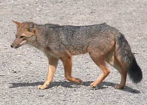 zorro: a South American canid of the species Lycalopex culpaeus, visually similar to (and sometimes...
