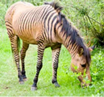 zorse: the offspring of a male zebra and a female horse