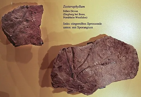 zosterophyllophyte: any of the extinct class †Zosterophyllopsida of plants