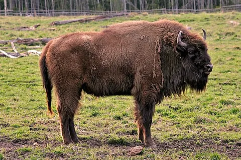 zubr: one of several species of European bison or aurochs, which were unclearly delineated in the 1800s...