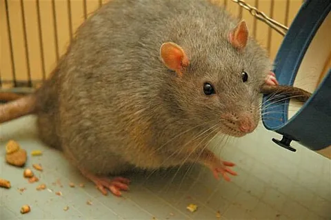 zucker rat: a strain of rat bred as a genetic model for research on obesity and hypertension
