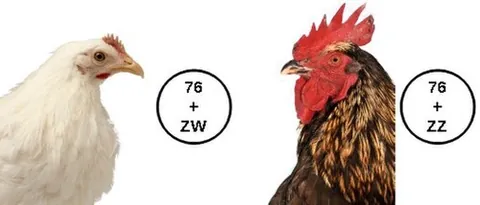zw system: a system for characterizing the sex of certain animals, such as butterflies and Komodo dragons, in...