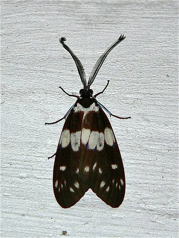 zygaenid: any member of the moth family Zygaenidae