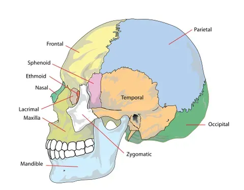 zygomatic bone: the cheekbone
