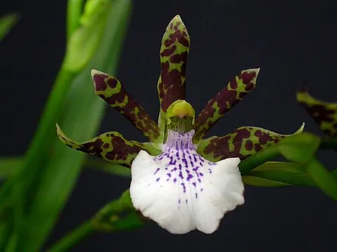 zygopetalum: any member of the genus Zygopetalum of South American orchids