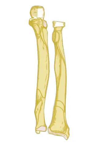 zygopodium: the radioulnar or tibiofibular portion of a tetrapod limb